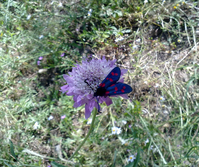 Zygaena da determinare